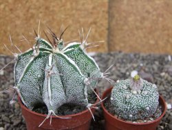 Astrophytum Dinosaur X ornatum květináč 6,5 cm - 12408074