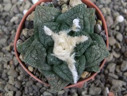Ariocarpus fissuratus Cuatro Cienegas, pot 5,5 cm - 12408111