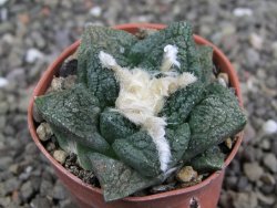 Ariocarpus fissuratus Cuatro Cienegas, pot 5,5 cm