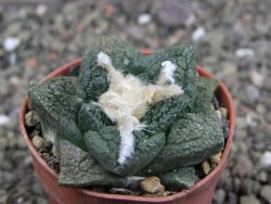 Ariocarpus fissuratus Cuatro Cienegas, pot 5,5 cm - 12408113