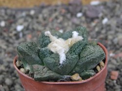 Ariocarpus fissuratus Cuatro Cienegas, pot 5,5 cm - 12408114