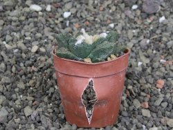 Ariocarpus fissuratus Cuatro Cienegas, pot 5,5 cm - 12408115