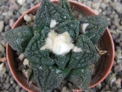Ariocarpus fissuratus Cuatro Cienegas, pot 5,5 cm