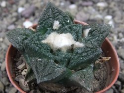 Ariocarpus fissuratus Cuatro Cienegas, pot 5,5 cm - 12408117