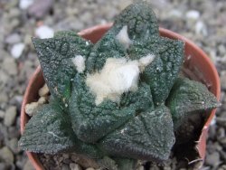 Ariocarpus fissuratus Cuatro Cienegas, pot 5,5 cm - 12408118