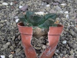 Ariocarpus fissuratus Cuatro Cienegas, pot 5,5 cm - 12408119