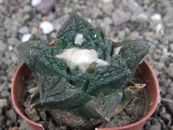 Ariocarpus fissuratus Cuatro Cienegas, pot 5,5 cm - 12408120