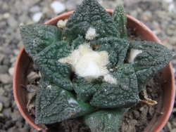Ariocarpus fissuratus Cuatro Cienegas, pot 5,5 cm - 12408122