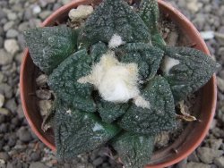 Ariocarpus fissuratus Cuatro Cienegas, pot 5,5 cm - 12408123