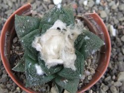 Ariocarpus fissuratus Cuatro Cienegas, pot 5,5 cm