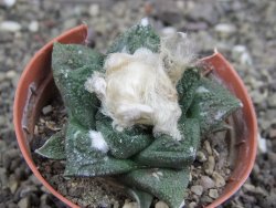 Ariocarpus fissuratus Cuatro Cienegas, pot 5,5 cm - 12408125