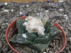 Ariocarpus fissuratus Cuatro Cienegas, pot 5,5 cm - 12408126