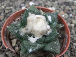 Ariocarpus fissuratus Cuatro Cienegas, pot 5,5 cm - 12408127