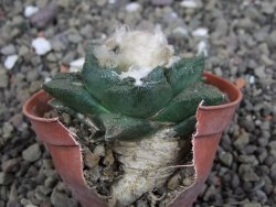 Ariocarpus fissuratus Cuatro Cienegas, pot 5,5 cm - 12408128
