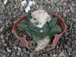 Ariocarpus fissuratus Cuatro Cienegas, pot 5,5 cm - 12408129