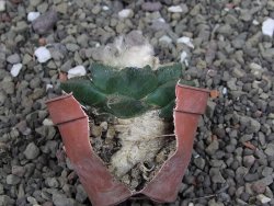 Ariocarpus fissuratus Cuatro Cienegas, pot 5,5 cm - 12408130