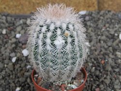 Echinocereus reichenbachii albispinus x bayleyi pot 5,5 cm
