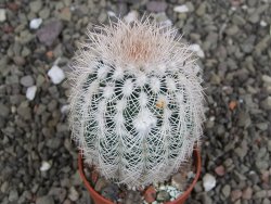 Echinocereus reichenbachii albispinus x bayleyi pot 5,5 cm - 12408136