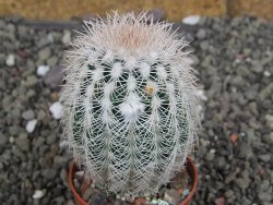 Echinocereus reichenbachii albispinus x bayleyi pot 5,5 cm - 12408137