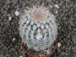 Echinocereus reichenbachii albispinus x bayleyi pot 5,5 cm - 12408138