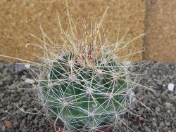 Hamatocactus hamatacanthus El Hundiddo pot 7 cm