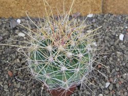 Hamatocactus hamatacanthus El Hundiddo pot 7 cm - 12408151