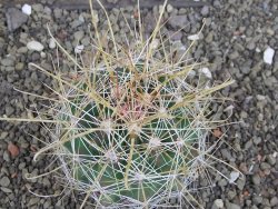 Hamatocactus hamatacanthus El Hundiddo pot 7 cm - 12408152