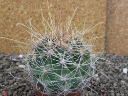 Hamatocactus hamatacanthus El Hundiddo pot 7 cm - 12408153
