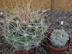 Hamatocactus hamatacanthus El Hundiddo pot 7 cm - 12408154