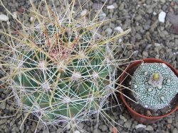 Hamatocactus hamatacanthus El Hundiddo pot 7 cm - 12408155