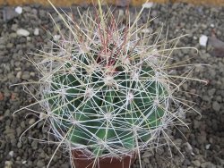 Hamatocactus hamatacanthus El Hundiddo pot 7 cm