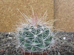 Hamatocactus hamatacanthus El Hundiddo pot 7 cm - 12408159