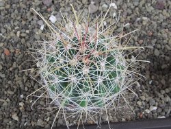 Hamatocactus hamatacanthus El Hundiddo pot 7 cm - 12408160