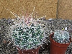 Hamatocactus hamatacanthus El Hundiddo pot 7 cm - 12408161
