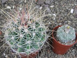 Hamatocactus hamatacanthus El Hundiddo pot 7 cm - 12408162
