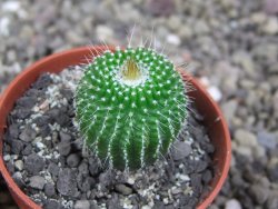 Eriocactus leninghausii inermis pot 5,5 cm