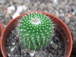 Eriocactus leninghausii inermis pot 5,5 cm - 12408164
