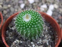 Eriocactus leninghausii inermis pot 5,5 cm - 12408165