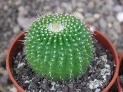 Eriocactus leninghausii inermis pot 5,5 cm - 12408166