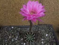 Echinopsis hybrid aff. eyresii pot 5,5 cm - 12408213