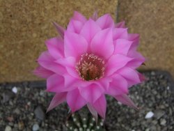Echinopsis hybrid aff. eyresii pot 5,5 cm - 12408214