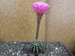 Echinopsis hybrid aff. eyresii pot 5,5 cm - 12408216