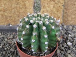 Echinopsis hybrid aff. eyresii pot 5,5 cm - 12408217