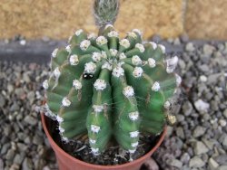 Echinopsis hybrid aff. eyresii pot 5,5 cm - 12408218
