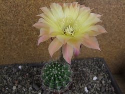 Echinopsis hybrid pot 5,5 cm - 12408235