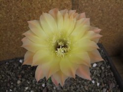 Echinopsis hybrid pot 5,5 cm - 12408236