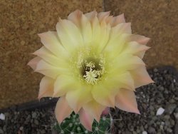Echinopsis hybrid pot 5,5 cm