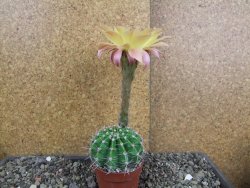Echinopsis hybrid pot 5,5 cm - 12408239
