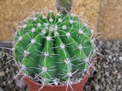 Echinopsis hybrid pot 5,5 cm - 12408240