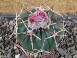 Echinocactus horizonthalonius aff. Puerto Madero, pot 5,5 cm - 12408247